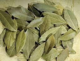 Bay leaf - Laurus nobilis